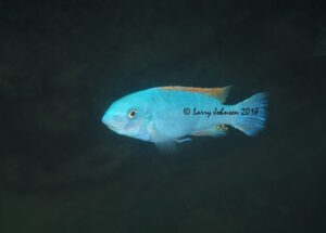 Labeotropheus trewavasae 'Boadzulu Island'